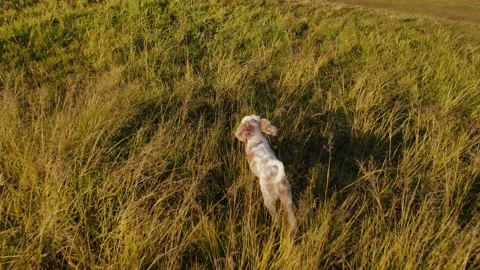 Pup running through very long grass slow motion 4K Stock Footage 197926750