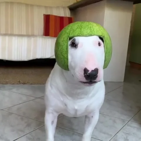 Pup Shows How to Wear a Watermelon 07 Stock Video Pond5