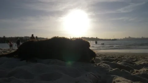 Pup silhouette on a beach slow motion 4K Stock Footage 150601539
