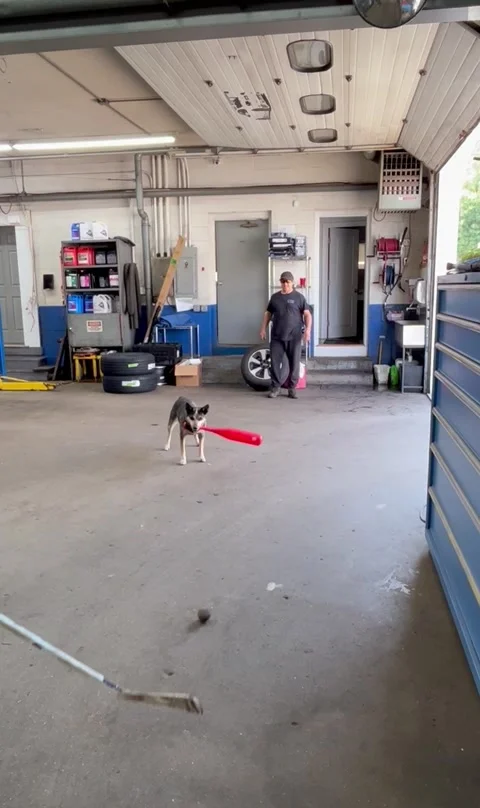 Pup Smashes Ball at Catcher's Groin With... | Stock Video | Pond5