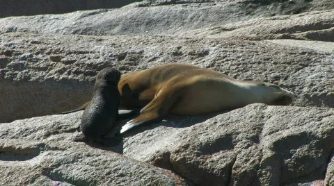 Pup Suckling Stock Footage