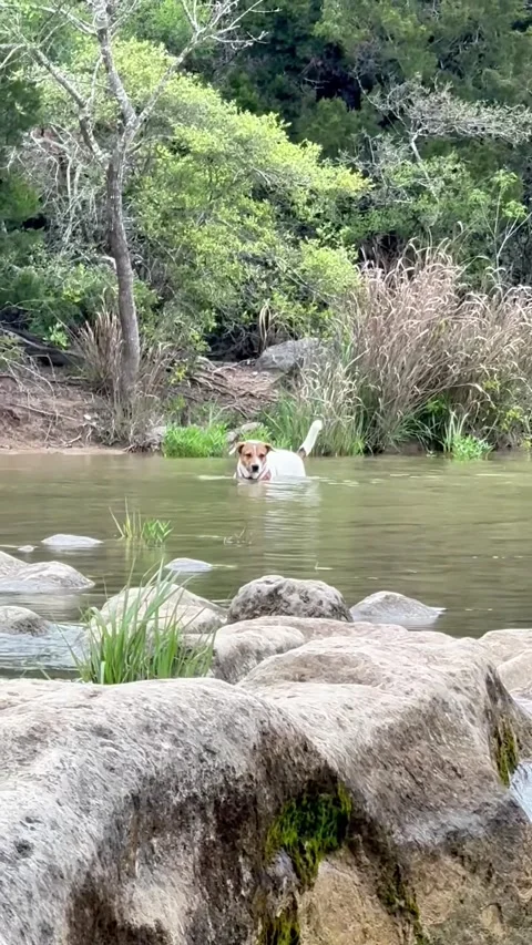 Pup taking a dip Stock Footage 344496965