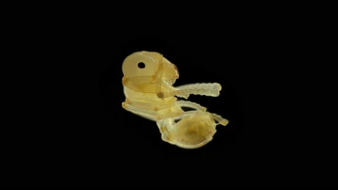 Pupa of ant Messor muticus under a microscope, family Formicidae. After a while Stock Footage 155647045