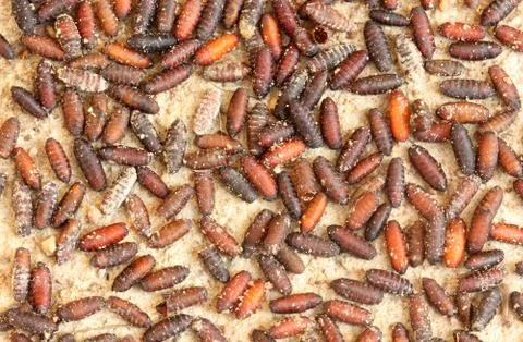 Pupa big  fly Stock Photos