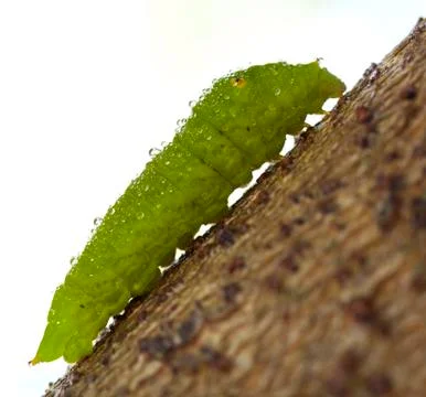 Pupa on branch. tailed jay Stock Photos