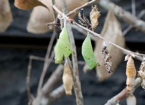Pupa of the butterfly Stock Photos