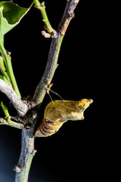 Pupa of butterfly on the tree Stock Photos