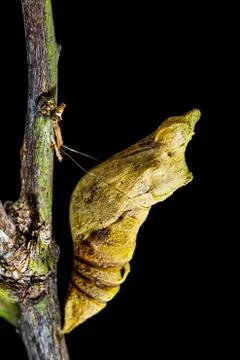 Pupa of butterfly on the tree Stock Photos