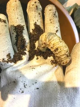 Pupa in hand Foto stock