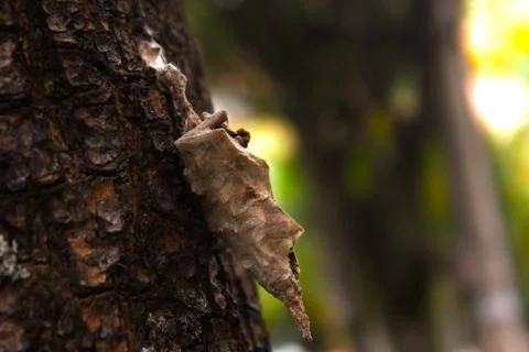 Pupa insect over a trunk Stock Photos