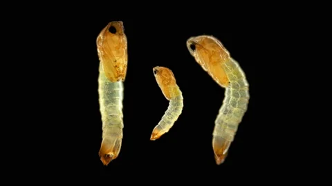 Pupa (larva) of a mosquito under a microscope, order Diptera Stock Footage 139574522