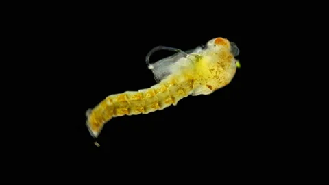Pupa (larva) of a mosquito under a microscope, order Diptera, Stock Footage 139627017