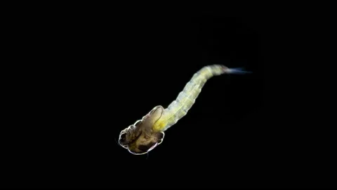 Pupa larva of a mosquito under a microscope, order Diptera, an adult mosquito Stock Footage 196158844