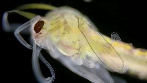 Pupa (larva) of a mosquito under a microscope, order Diptera Stock Footage 236985572