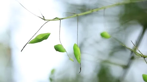 Pupa or chrysalis hanging on the branches of a plant Stock Footage 150881710