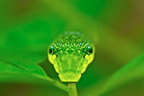 Pupa Stock Photos