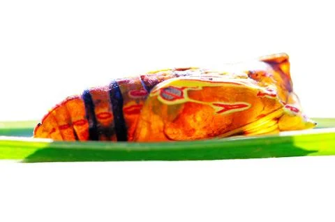 Pupa Stock Photos