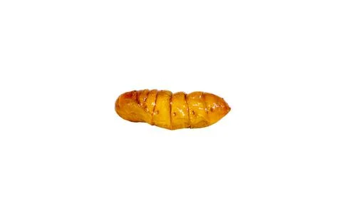 Pupa. Stock Photos