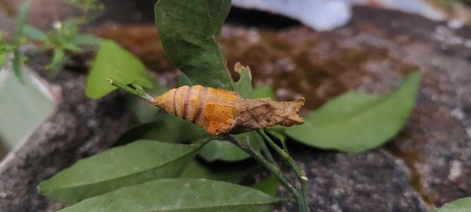 Pupa 스톡 사진