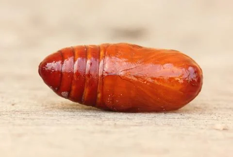 Pupa red on a floor Stock Photos