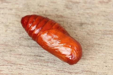 Pupa red on a floor Stock Photos