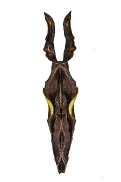 A pupa of the variable cracker butterfly isolated on white background. Stock Photos