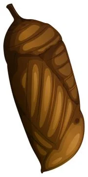 A pupa on white background Stock Illustration