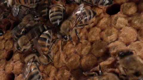 Pupae and larvae of bees in capped cells. The brood of honey bees develops 動画素材 278368847