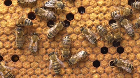 Pupae and larvae of bees in capped cells. Brood Cells. Organic beekeeping Stock Footage 282939026