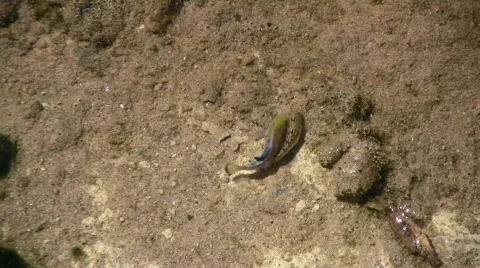 Pupfish Mating Dance Stock-Footage 506505