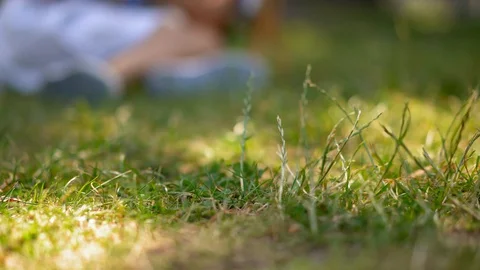 Pupils sitting outdoors and study Stock Footage 127793041