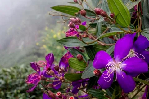 Puple flower Rhododendron Stock-Fotos