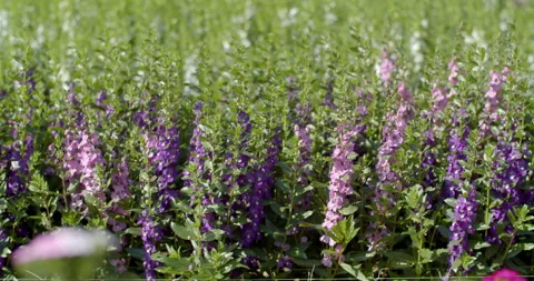Puple little Turtle Flower in garden.The flower garden is arranged in beautiful  Stock Footage 295265015