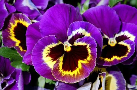Puple pansies Foto stock