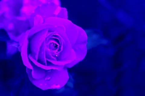 Puple rose bush close-up Foto stock