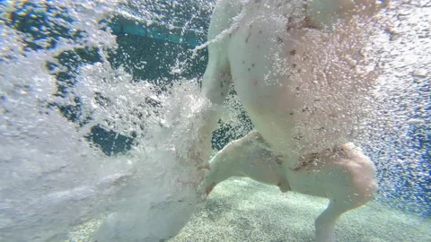 PupPaddle5-9 Stock Footage 153815662