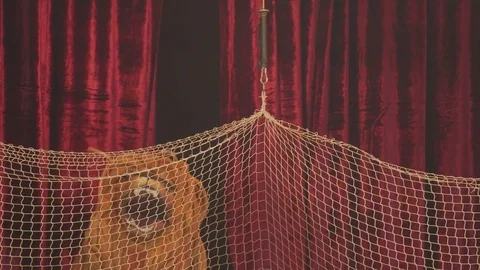 Puppet Circus Lion Video stock 72913868