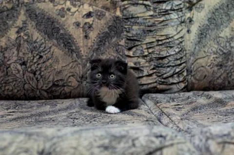 Puppet Scottish kitten is resting on the sofa Stock Photos