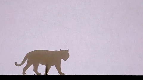 Puppet Shadow Theatre. The tiger walks slowly across the meadow Video stock 165271890