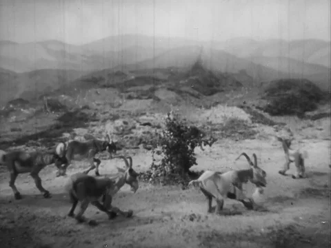 The puppet show of animals dancing around trees - 1938 Stock Footage 95816285