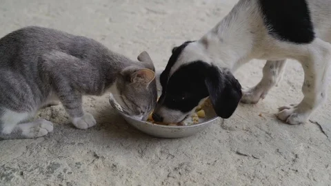 Puppie and kitten eating from the same bowl Stock Footage 80607897
