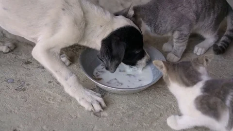 Puppie and kittens eating from the same bowl Stock Footage