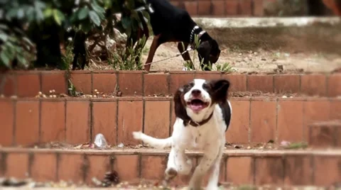 Puppie run Stock Footage 38362729