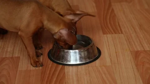 Puppies at the age of two and a half months drink water from a bowl. Video stock 196991441