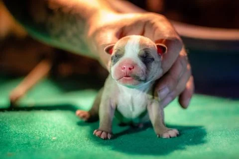Puppies of American Bully  Stock Photos