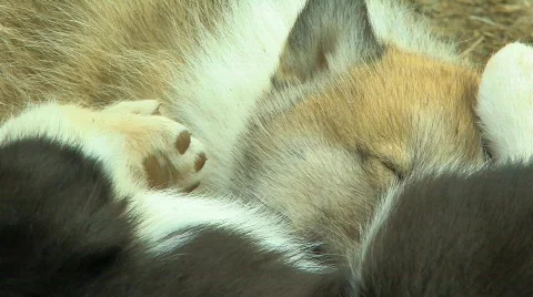 Puppies of Arctic Stock Footage