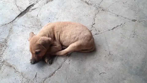 Puppies are sleeping 스톡 동영상 218061376