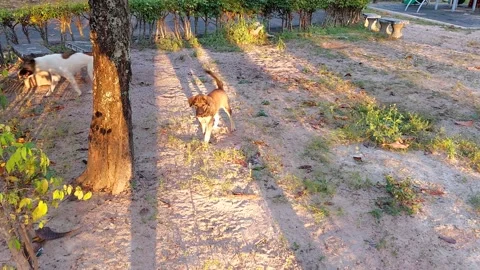 Puppies bark playfully when they meet strangers. It's not aggressive, but it's m Stock Footage 256720876