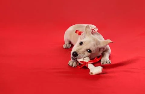 Puppies bite a bone. Stock Photos