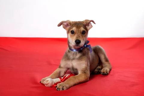 Puppies bite a bone. Stock Photos